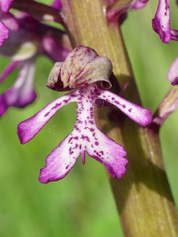 Orchis xhybrida (Orchis militaris x Orchis purpurea) altopiani abruzzesi - giugno 2018